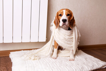 A beagle dog is sitting on the floor by a warm radiator, wrapped in a white knitted scarf. The concept of heating a house in cold winter or autumn.