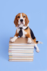A beagle dog in a tie on a stack of books on a blue isolated background. The concept of education, back to school. Vertical orientation.