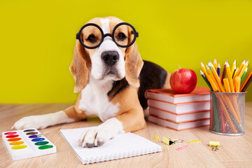 A beagle dog with round glasses is lying on a desk with school supplies. Back to school. 