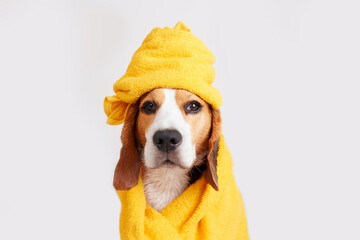 A cute beagle dog in a yellow towel after bathing on a gray isolated background. Pet grooming...