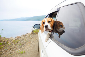 The dog travels by car. Cute dog beagle looks out of the car window. Summer trip to the seaside.