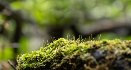 Moss and fern style plants proliferate grow cover stump the forest floor in the garden