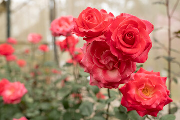 Red rose in flower garden