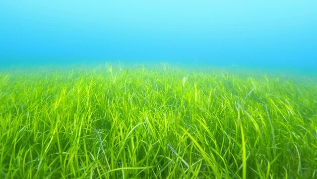 ダイビング動画 佐渡島 片野尾 アマモ場 6