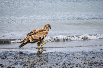 Juvenile bald eagle walking at the tideline on the beach of Homer Spit, AK
