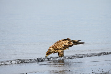 Juvenile bald eagle walking at the tideline on the beach of Homer Spit, AK

