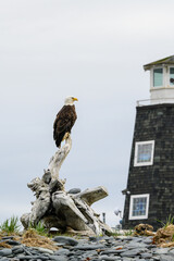 Bald Eagle perched on a driftwood log on the beach of Homer Spit, AK
