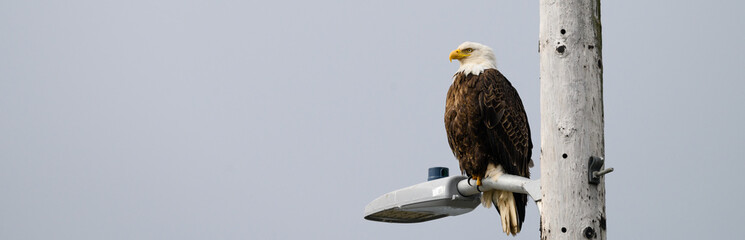 Bald Eagle perched on a streetlight on Homer Spit, AK
