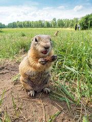 Prairie dog smiling at the camera with a piece of rye bread in paws on a blurred grass lawn background. Close-up
