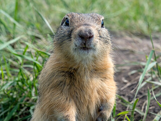 Prairie dog looking at the camera on a grassy lawn. Close-up