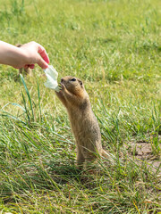 A prairie dog taking a cabbage leaf from a human hand with its paws while standing on its hind legs.