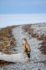 Juvenile bald eagle perched on a driftwood log on the beach of Homer Spit, AK
