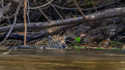 Jaguar  swimming in a river in the Pantanal
