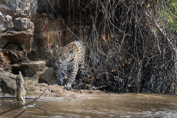 Jaguar - hunting from the river bank