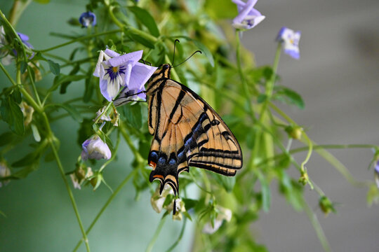 Butterfly hiding behind Pansy