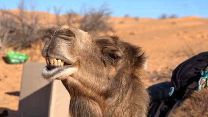 Close up of a dromedary camel (Camelus dromedarius) with a funny expression while chewing in the Sahara Desert, outside of Douz, Tunisia
