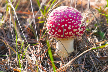 A beautiful fly agaric grows in the forest among the grass in the meadow in the forest