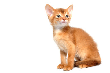 Abyssinian red kitten on a white isolated background