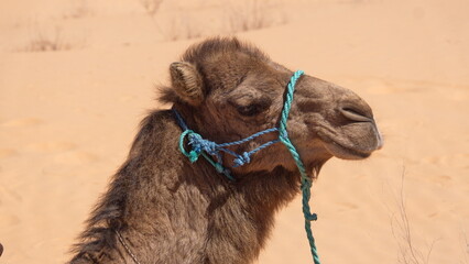 Close up of a dromedary camel (Camelus dromedarius) in the Sahara Desert, outside of Douz, Tunisia