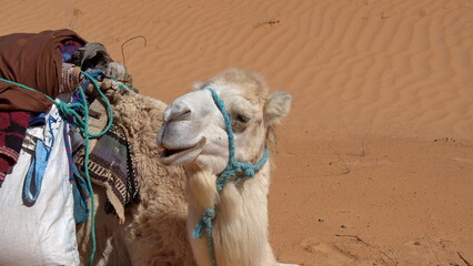 Close up of a white dromedary camel (Camelus dromedarius) in the Sahara Desert, outside of Douz,...