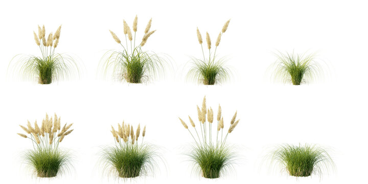 isolated various grass best use for landscape design, best use for post pro render.