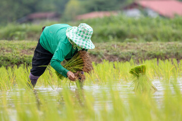 Fototapeta na wymiar farmer transplant rice seedlings in rice field