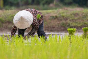 farmer transplant rice seedlings in rice field