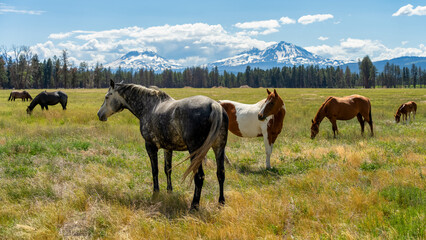 Horses on a Ranch with the Cascade Mountains in the Background in Central Oregon in the Spring