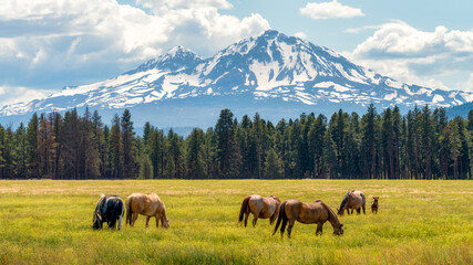 Horses on a Ranch with the Cascade Mountains in the Background in Central Oregon in the Spring