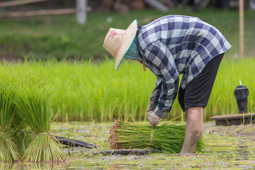 farmer transplant rice seedlings in rice field