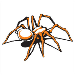 tarantula vector can be used as graphic design
