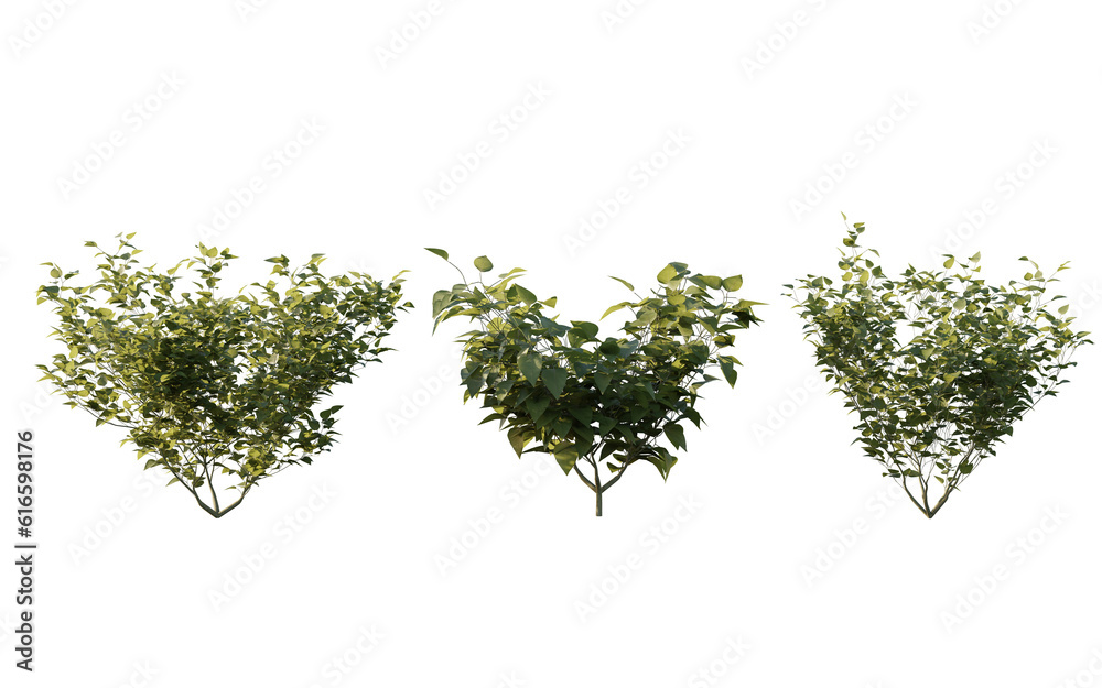 Wall mural isolated shrub bushes in 3 variation, best use for landscape design, best use for post production render.