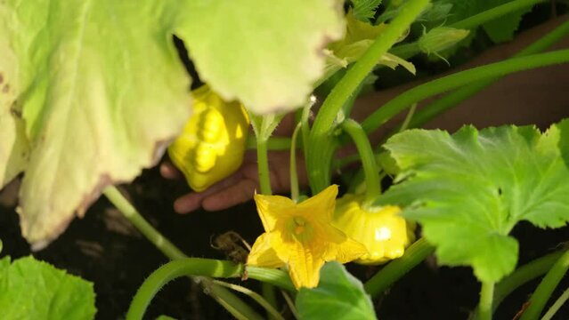 Squash patisson in the garden. Male hands harvest squash in the garden.