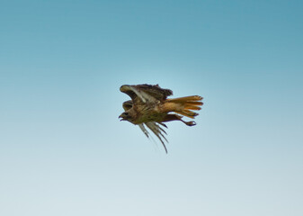 Plakat hawk in flight
