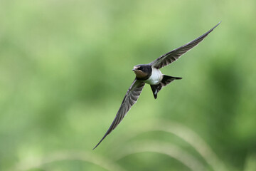 Swallow in flight above the grass field
