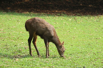Fototapeta premium Sambar deer ruminant in the zoo