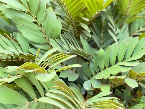 Zamia furfuracea leaves background