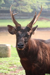 Sambar deer ruminant in the zoo