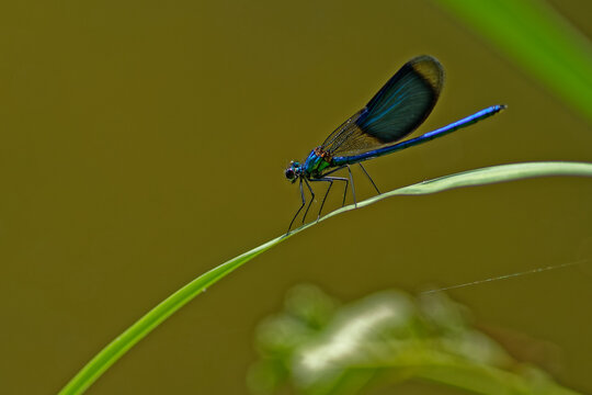 Nahaufnahme einer m&auml;nnlichen Geb&auml;nderten Prachtlibelle (Calopteryx splendens) auf einem Schilfblatt 