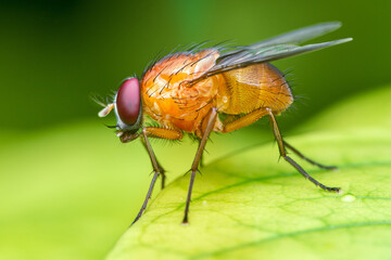Close up a fly on green leaf and nature blurred background, Common housefly, Colorful insect, Selective focus.