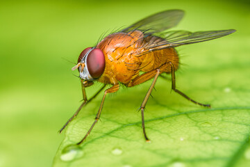 Fototapeta premium Close up a fly on green leaf and nature blurred background, Common housefly, Colorful insect, Selective focus.