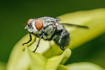 Close up a fly on green leaf and nature blurred background, Common housefly, Colorful insect, Selective focus.