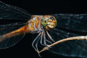 A dragonfly perched on a tree branch and nature background, Selective focus, insect macro, Colorful insect in Thailand.