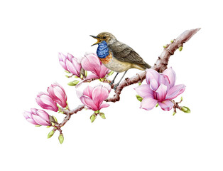 Bird singing on blooming magnolia branch. Watercolor illustration. Hand painted singing bluethroat with tender spring flowers. Tiny cute songbird. Singing bluethroat bird with flower decor isolated