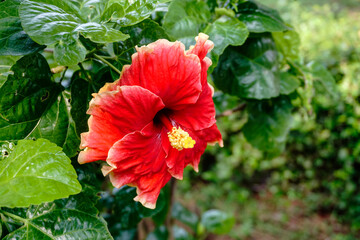 Close up of beautiful red colored of Hibiscus Rosa Sinensis flower, also known as Chinese Hibiscus, China Rose or Rose Mallow. 