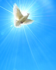 Beautiful dove flying in the blue sky, shining sun on background symbol of faith