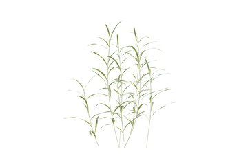 isolated weed grass, best use for post production visualization render.
