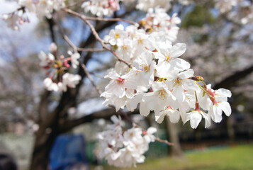 white cherry blossoms sakura