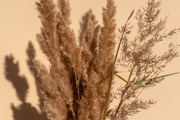 Fototapeta premium Pampas grass on a beige background with warm shadows, copy space. Scandinavian minimal interior style. Generative AI