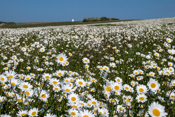 pola rumianku i latarnia na klifie Dover © Mariusz